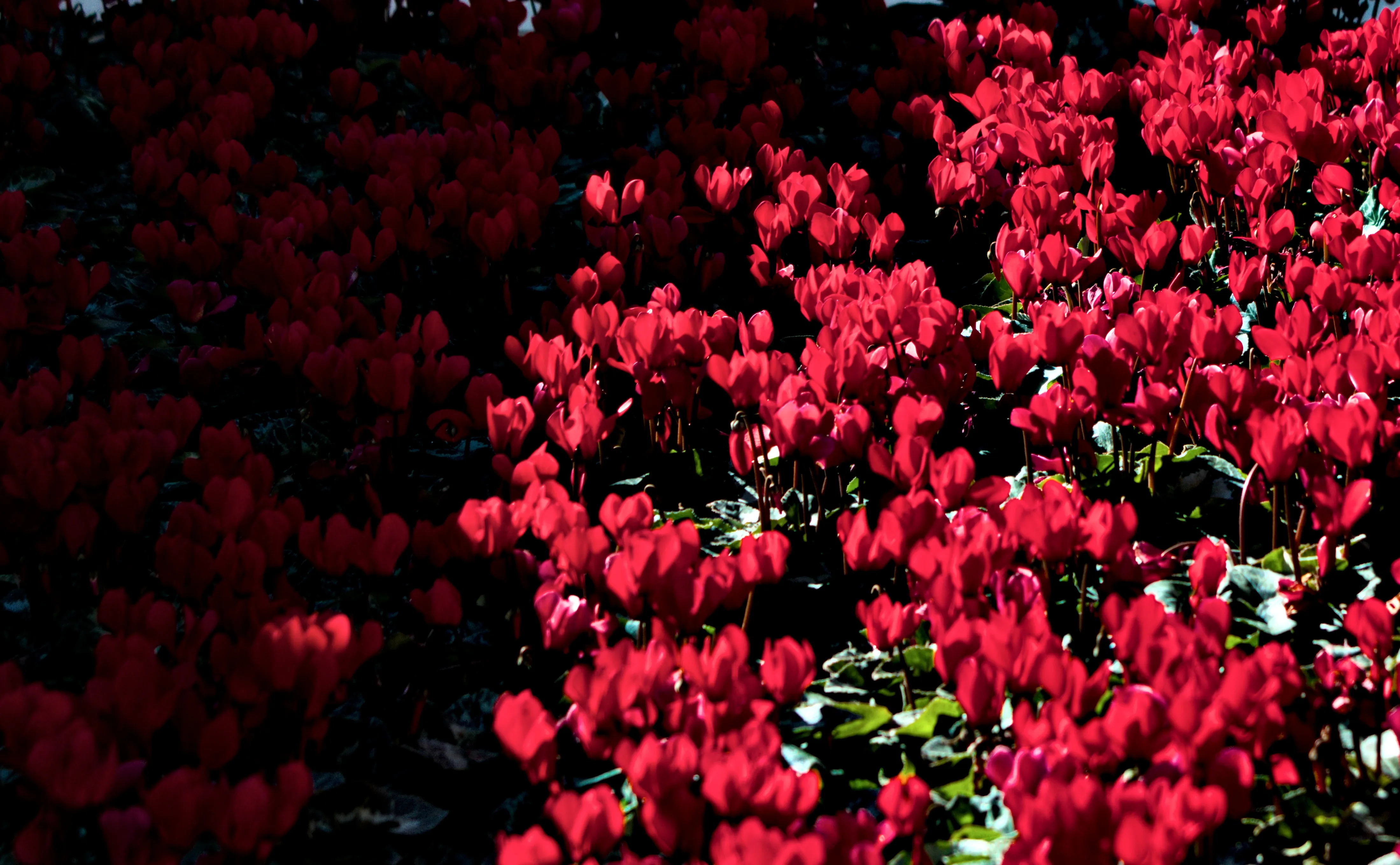 Tamron 28-300mm F3.5-6.3 (EF) - _I4A7083.webp